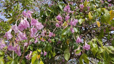 Parktaki Tabebula Heterofilla çiçek ağacının zeminine çiçek açıp bırakıyor..