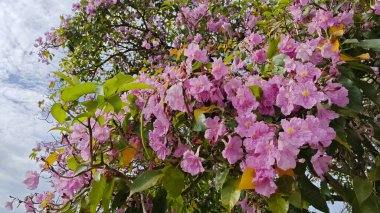 Parktaki Tabebula Heterofilla çiçek ağacının zeminine çiçek açıp bırakıyor..