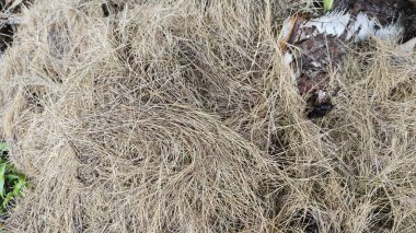 Kesilmiş, kurutulmuş ve çimlere atılmış halı çimenleri..