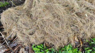 Kesilmiş, kurutulmuş ve çimlere atılmış halı çimenleri..
