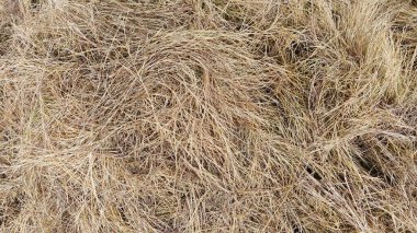 Kesilmiş, kurutulmuş ve çimlere atılmış halı çimenleri..