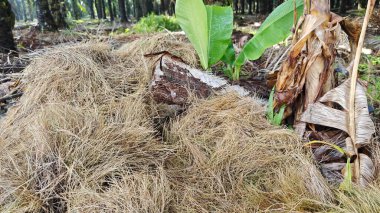 Kesilmiş, kurutulmuş ve çimlere atılmış halı çimenleri..