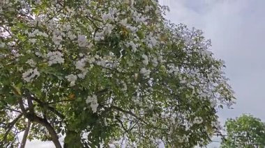 Parktaki Tabebula Heterofilla çiçekli ağacın çiçek açma mevsimi. 