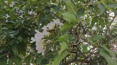 Parktaki Tabebula Heterofilla çiçekli ağacın çiçek açma mevsimi. 