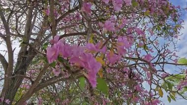 Parktaki Tabebula Heterofilla çiçekli ağacın çiçek açma mevsimi. 