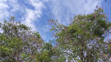 Parktaki Tabebula Heterofilla çiçekli ağacın çiçek açma mevsimi. 