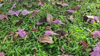 Parktaki Tabebula Heterofilla çiçekli ağacın çiçek açma mevsimi. 