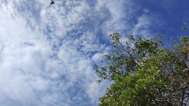 Parktaki Tabebula Heterofilla çiçekli ağacın çiçek açma mevsimi. 