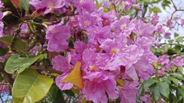 Parktaki Tabebula Heterofilla çiçekli ağacın çiçek açma mevsimi. 