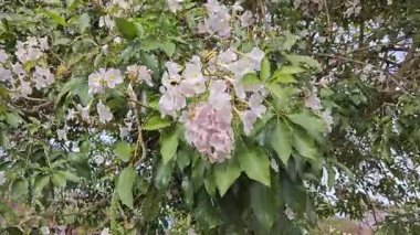 Parktaki Tabebula Heterofilla çiçekli ağacın çiçek açma mevsimi. 