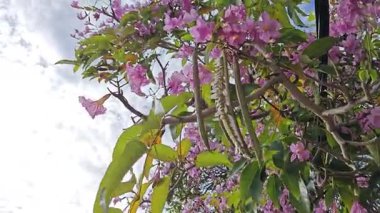 Parktaki Tabebula Heterofilla çiçekli ağacın çiçek açma mevsimi. 