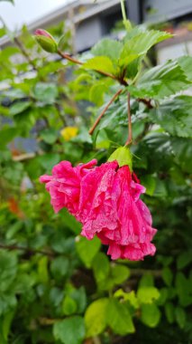 Islak yağmur damlaları kırmızı amber yapraklarının yüzeyinde asılı..