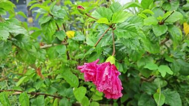 Islak yağmur damlaları kırmızı amber yapraklarının yüzeyinde asılı..   