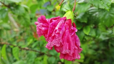 Islak yağmur damlaları kırmızı amber yapraklarının yüzeyinde asılı..   