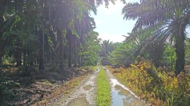 Kırsal toprak yolda sağanak yağış sonrasında durgun su havuzu yansıtıyor.  