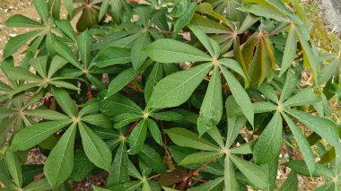 Tapyoka yaprakları bitkisinin yüzeyinden aşağıya bakıyor..