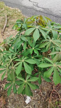 Tapyoka yaprakları bitkisinin yüzeyinden aşağıya bakıyor..