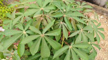 Tapyoka yaprakları bitkisinin yüzeyinden aşağıya bakıyor..