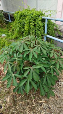 Tapyoka yaprakları bitkisinin yüzeyinden aşağıya bakıyor..