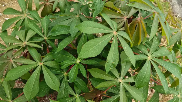 Tapyoka yaprakları bitkisinin yüzeyinden aşağıya bakıyor..