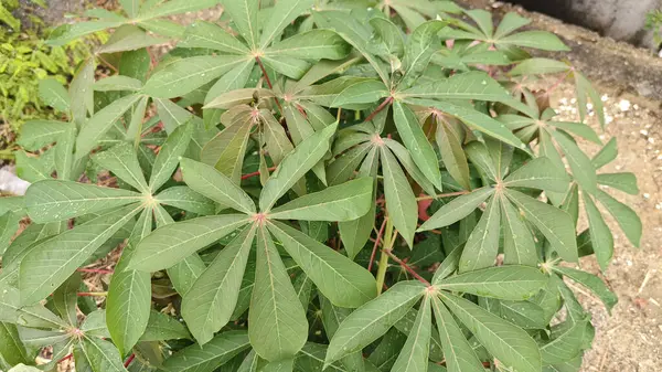 Tapyoka yaprakları bitkisinin yüzeyinden aşağıya bakıyor..