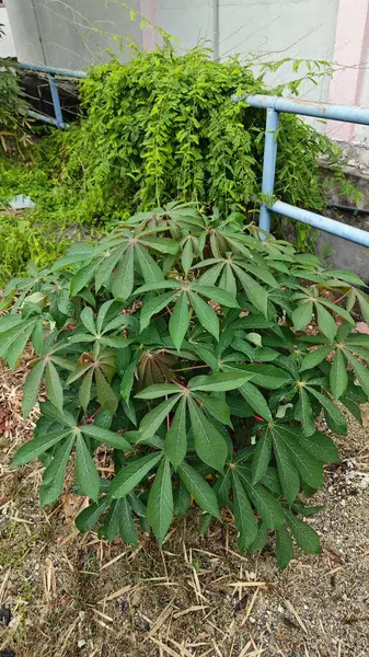 Tapyoka yaprakları bitkisinin yüzeyinden aşağıya bakıyor..