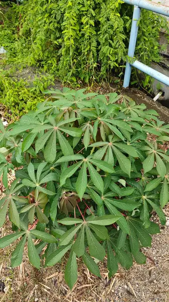 Tapyoka yaprakları bitkisinin yüzeyinden aşağıya bakıyor..