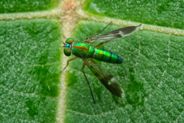 Küçük dolichopodidae sineğinin çimenlerin üzerinde dinlenirken yakın plan çekimi..