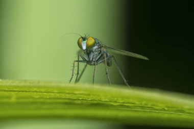 Küçük dolichopodidae sineğinin çimenlerin üzerinde dinlenirken yakın plan çekimi..