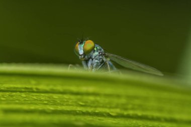 Küçük dolichopodidae sineğinin çimenlerin üzerinde dinlenirken yakın plan çekimi..