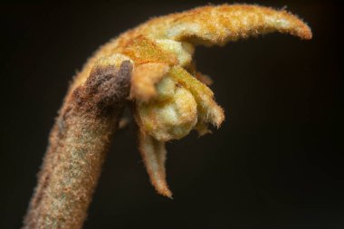 Bitki ya da yabani otların vahşi uç çekimlerine yakın çekim.