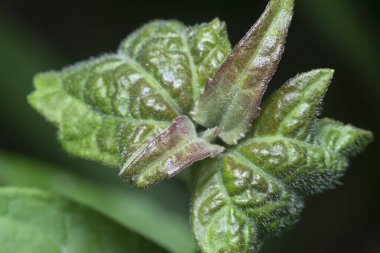 Bitki ya da yabani otların vahşi uç çekimlerine yakın çekim.