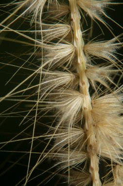 Tüylü kuru çimen çiçeğinin gövdesinin çekimine yakın çekim..