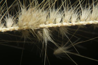 Tüylü kuru çimen çiçeğinin gövdesinin çekimine yakın çekim..