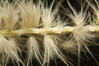 Tüylü kuru çimen çiçeğinin gövdesinin çekimine yakın çekim..