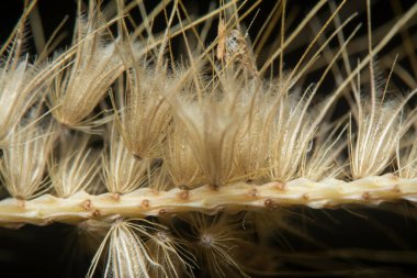 Tüylü kuru çimen çiçeğinin gövdesinin çekimine yakın çekim..
