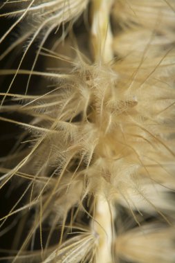 Tüylü kuru çimen çiçeğinin gövdesinin çekimine yakın çekim..