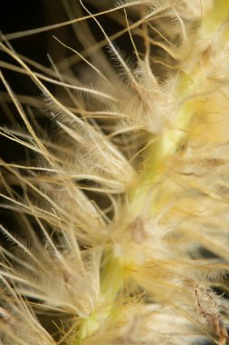 Tüylü kuru çimen çiçeğinin gövdesinin çekimine yakın çekim..