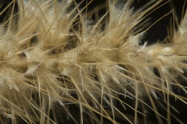 Tüylü kuru çimen çiçeğinin gövdesinin çekimine yakın çekim..