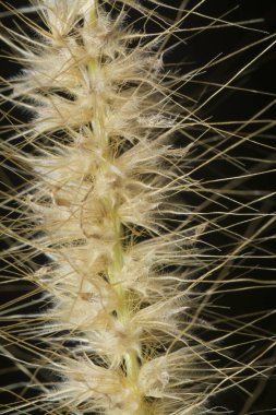 Tüylü kuru çimen çiçeğinin gövdesinin çekimine yakın çekim..