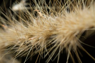 Tüylü kuru çimen çiçeğinin gövdesinin çekimine yakın çekim..
