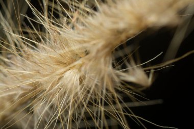 Tüylü kuru çimen çiçeğinin gövdesinin çekimine yakın çekim..