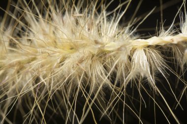 Tüylü kuru çimen çiçeğinin gövdesinin çekimine yakın çekim..