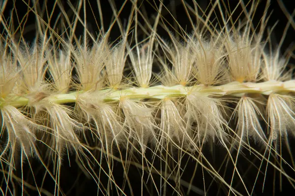 Tüylü kuru çimen çiçeğinin gövdesinin çekimine yakın çekim..