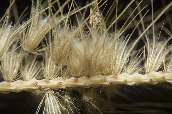 Tüylü kuru çimen çiçeğinin gövdesinin çekimine yakın çekim..