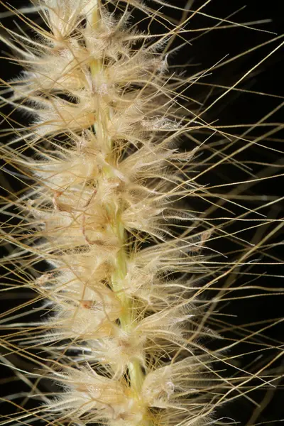 Tüylü kuru çimen çiçeğinin gövdesinin çekimine yakın çekim..