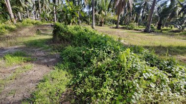 Çalı tarlasında otların, bitkilerin, sarmaşıkların süründüğü ve tırmandığı gündüz manzarası. 