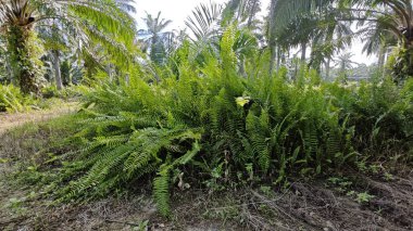 Çalı tarlasında otların, bitkilerin, sarmaşıkların süründüğü ve tırmandığı gündüz manzarası. 