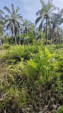 Çalı tarlasında otların, bitkilerin, sarmaşıkların süründüğü ve tırmandığı gündüz manzarası. 