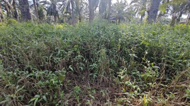 Çalı tarlasında otların, bitkilerin, sarmaşıkların süründüğü ve tırmandığı gündüz manzarası. 